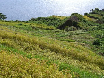 稲穂2