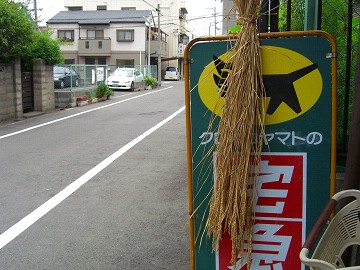 去年の稲