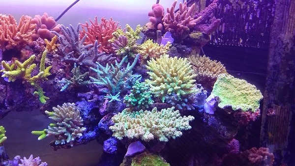 珊瑚 新ポイントはテーブル珊瑚が超巨大 みうらログ | シーサー阿嘉島「うみ