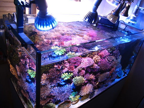【5台まとめて】エムズワン製メタハラ【海水魚水槽・爬虫類・サンゴ飼育用メタハラ】 5台まとめて】エムズワン製メタハラ【海水魚水槽・爬虫類