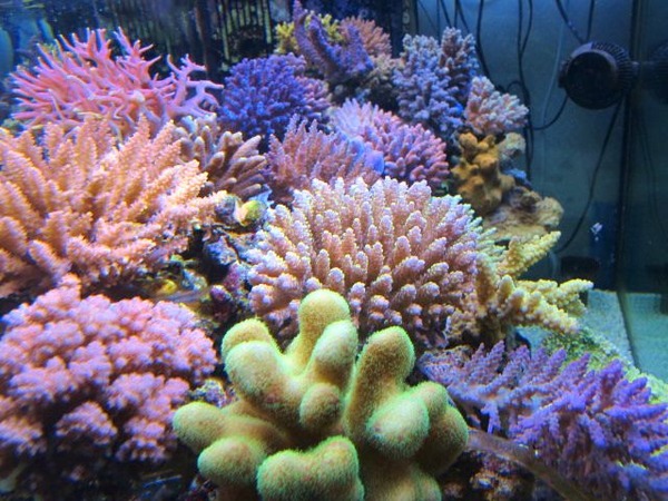 ミニミニ流のT5の配列テクニック : べっぴん珊瑚