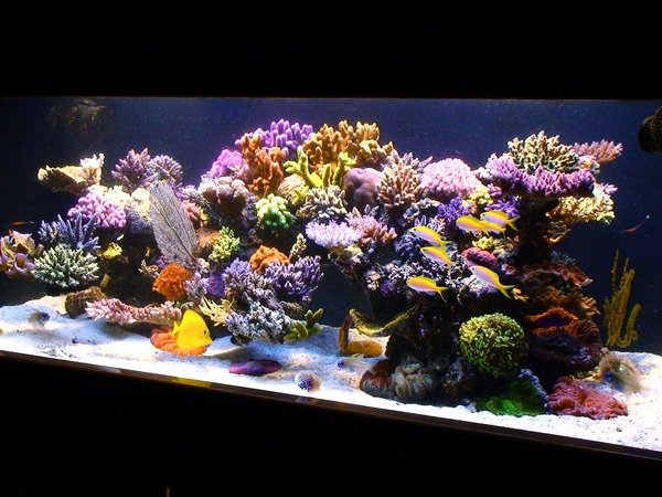 べっぴん珊瑚 1年前とbefore and after : べっぴん珊瑚