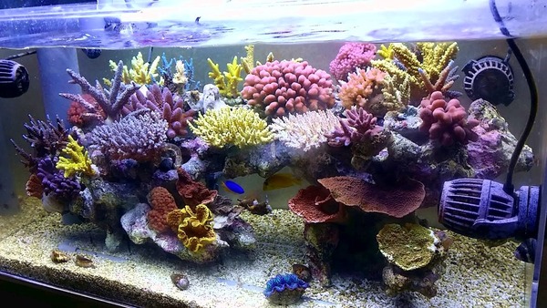 【発送可】ボルクスジャパンベスタウェーブ、水流ポンプ、マリンアクア、アクアリウム、水槽、海水魚、サンゴ、珊瑚 volxjapan（ボルクスジャパン） VestaWave VW04A 15W