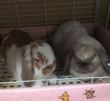 2016年まろんとまろんの部屋で