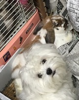 チャピココマロン2019