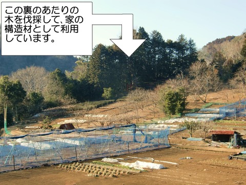 山から伐採