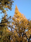 CA390689