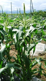 20130622 トウモロコシ雄穂