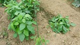 20130619 枝豆が折れました