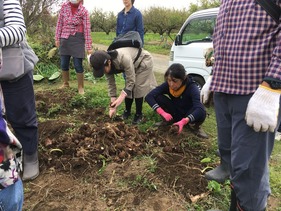 里芋の収穫