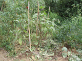 1db7f378.jpg