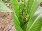 IMG_20120701_112747