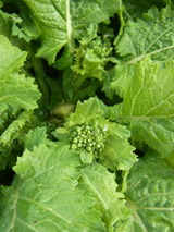 20120210£