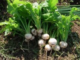 20111107£