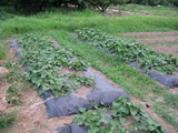 20080726¡