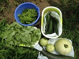 収穫物IMG_0195
