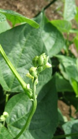 20130615 インゲンの花芽