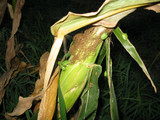 20080726£
