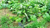20130619 かぼちゃ大繁殖2