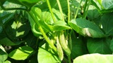 20130625 枝豆ベビー01