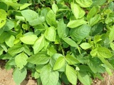 枝豆IMG_0198