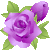 バラムラサキ