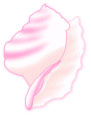 ピンク巻き貝