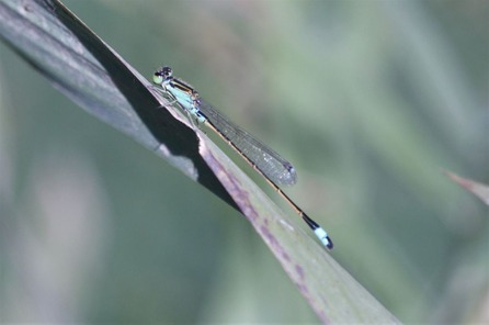 aomo8863