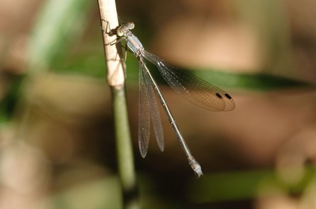 oaoitom8268