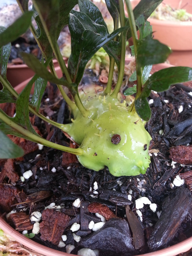 Lecanopteris darnaedii -アリ植物 着生植物 パルダリウム 熱帯