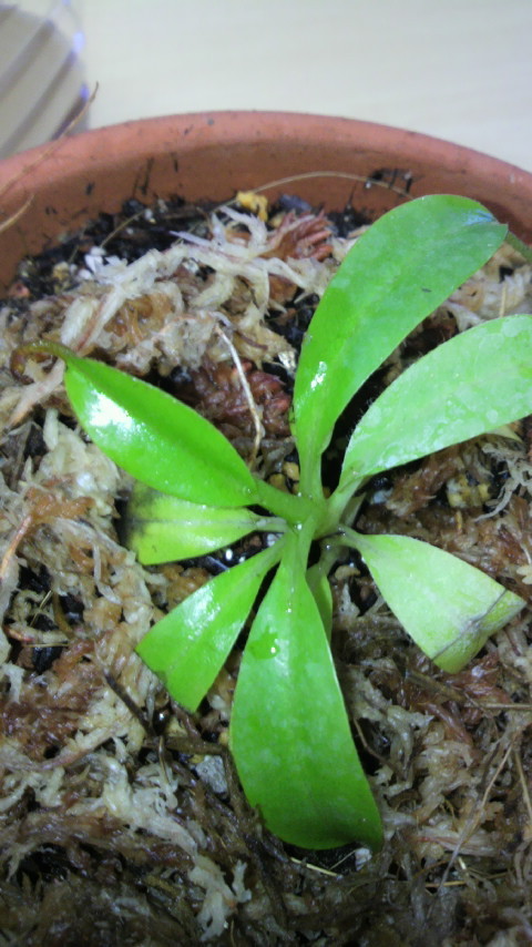 食虫植物N. villosa (ネペンテス ビロサ) 食虫植物N. villosa (ネペンテス ビロサ)