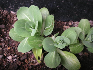 PICT0533