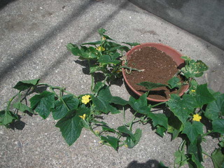 PICT0338
