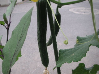 PICT0532