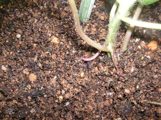 PICT0533