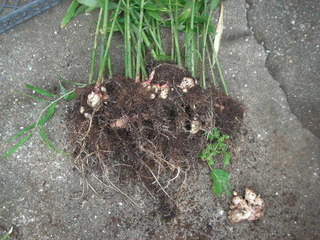 PICT0535