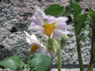 PICT0488