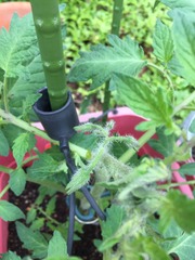 tomato