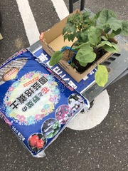 yasai