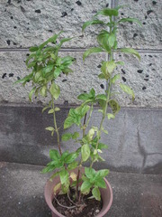 PICT0534