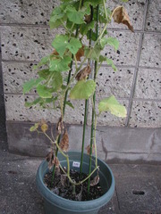 PICT0489