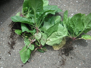 PICT0553