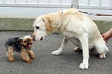 PET