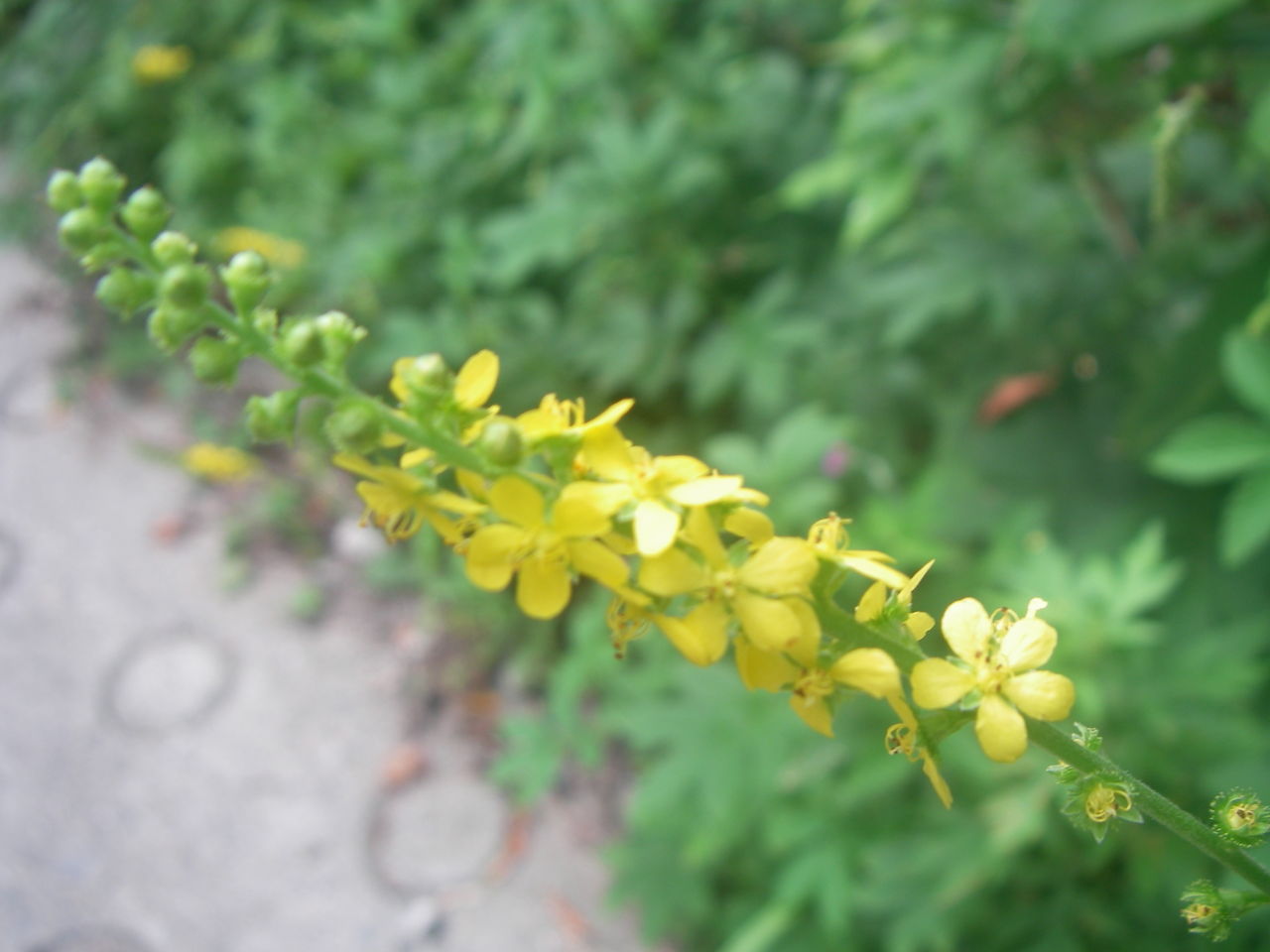 IMGP0421