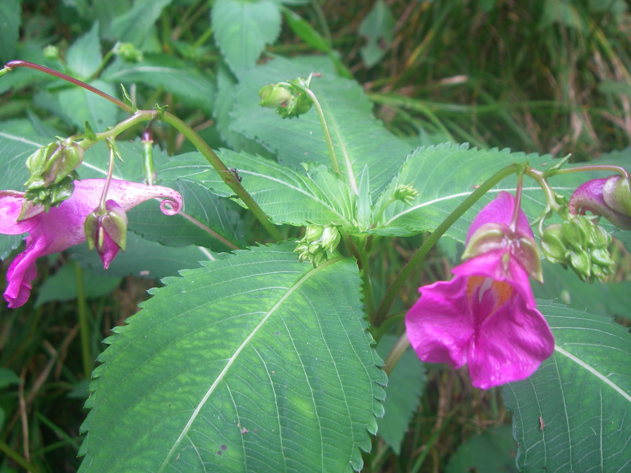 IMGP0423