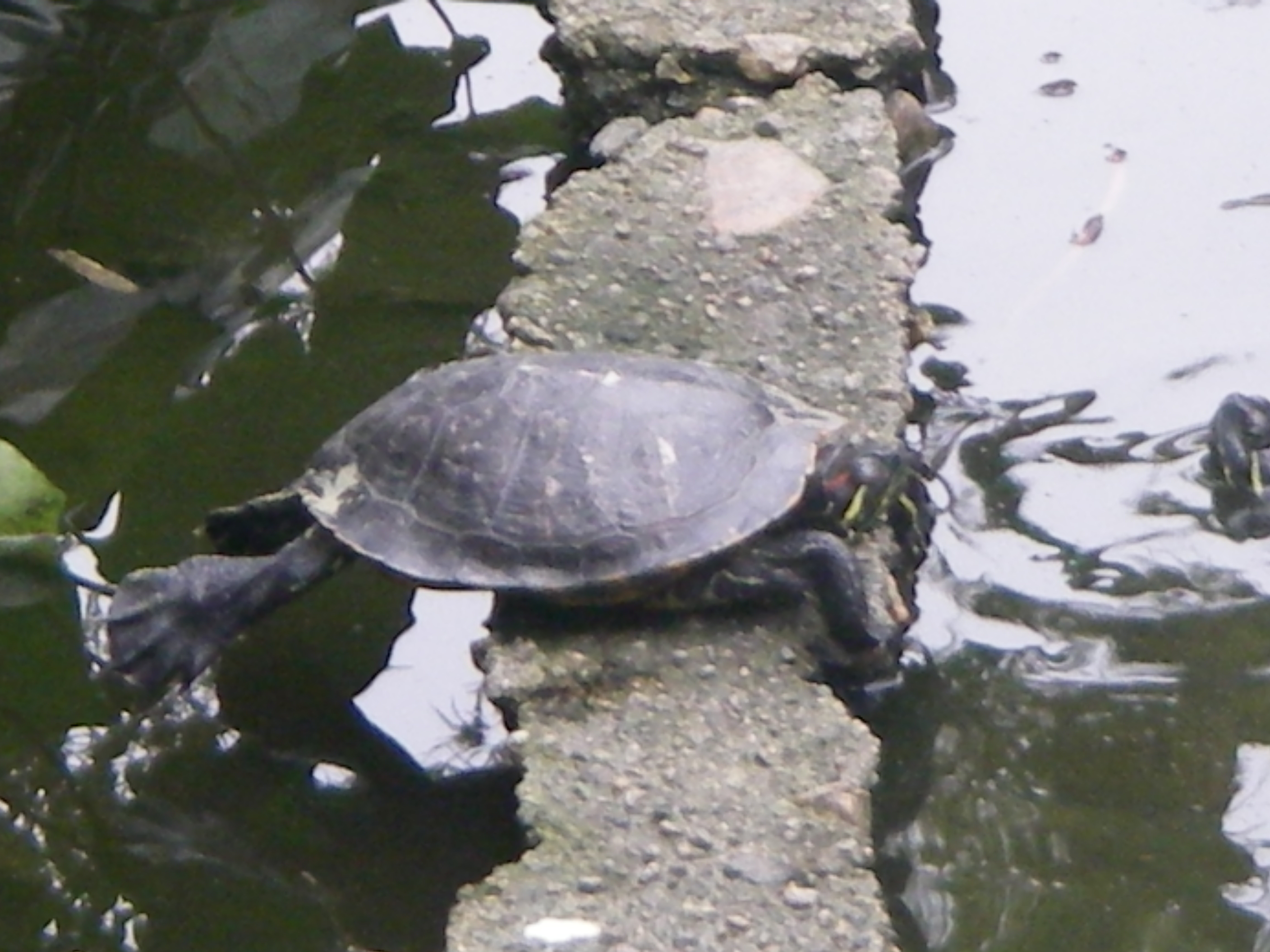 IMGP0316