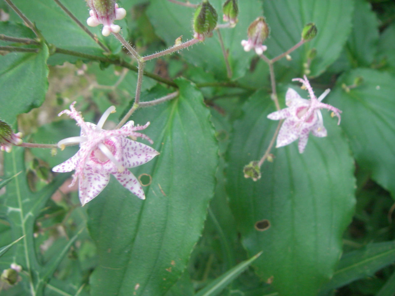 IMGP0424