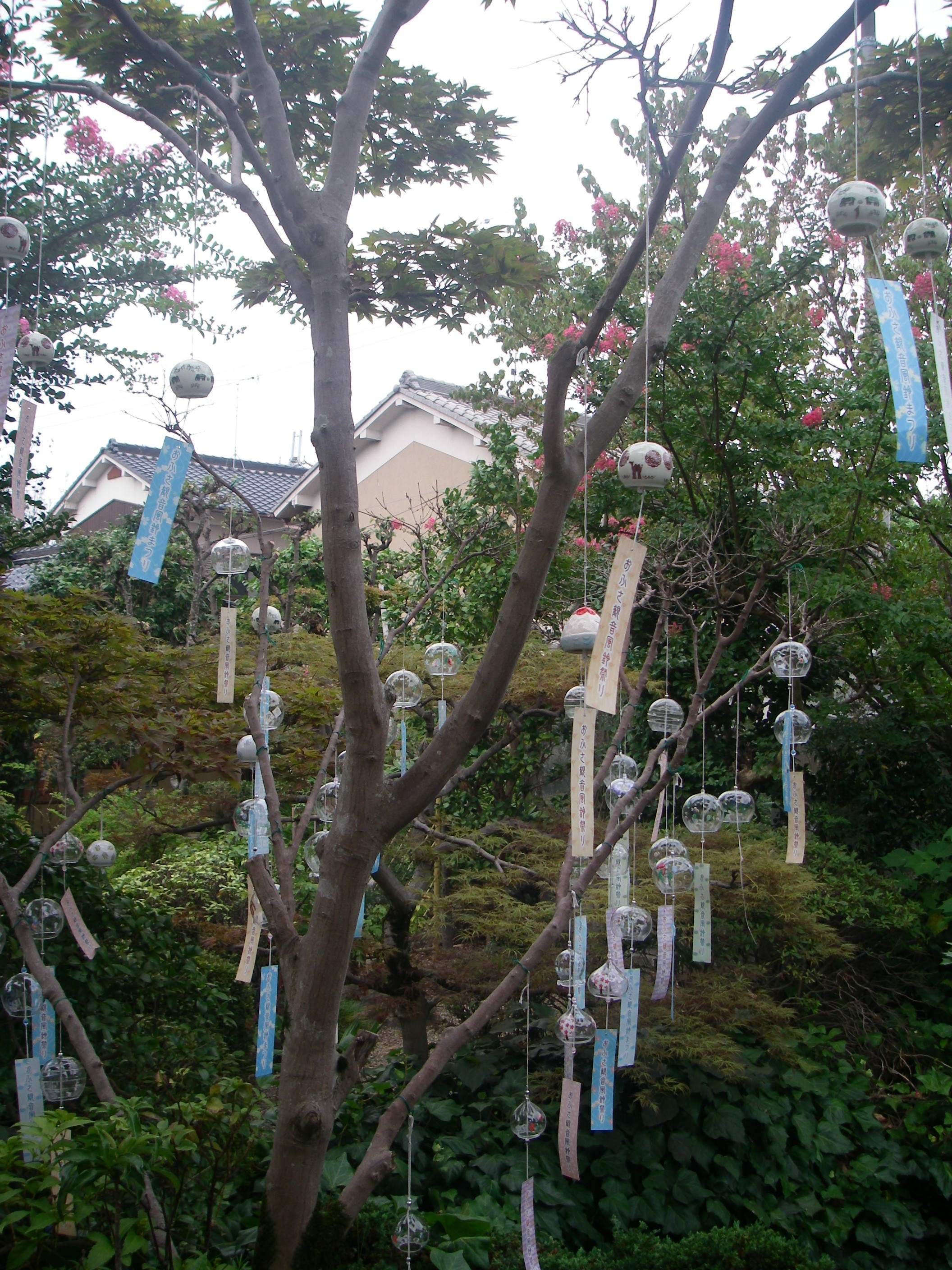 IMGP0321