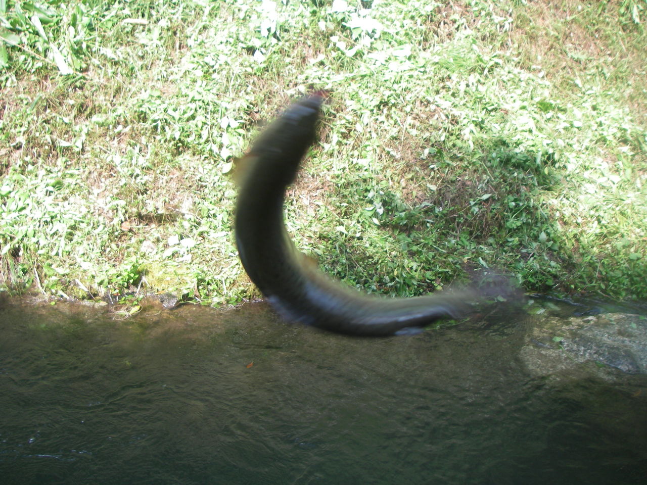 IMGP0354