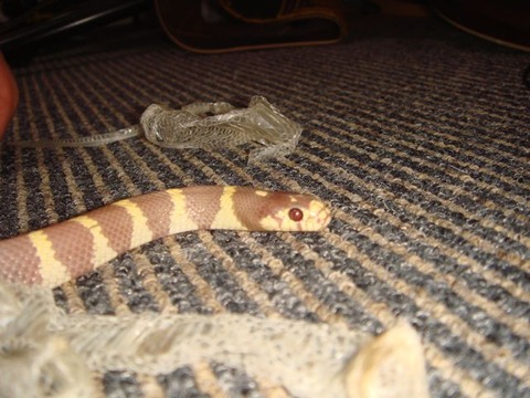 20100912-snake7